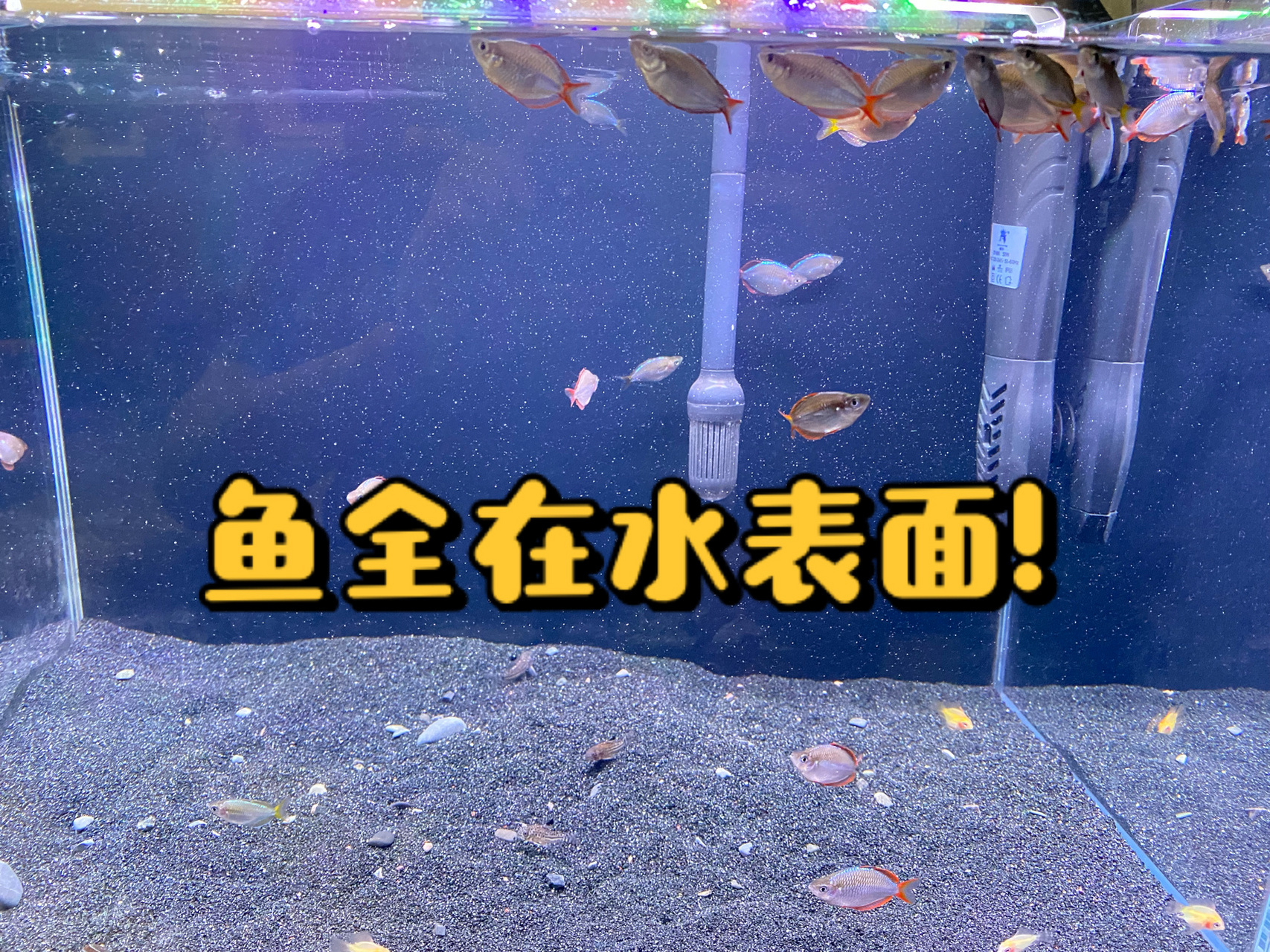 吃完饭回家,发现鱼集体浮头!心急万分,百度找解决办法.