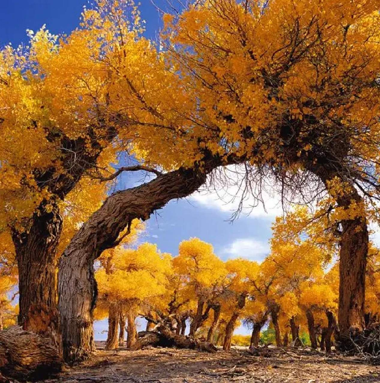 中国最美胡杨林 胡杨最美的季节是在秋季,绿色的树叶变成金黄,无论