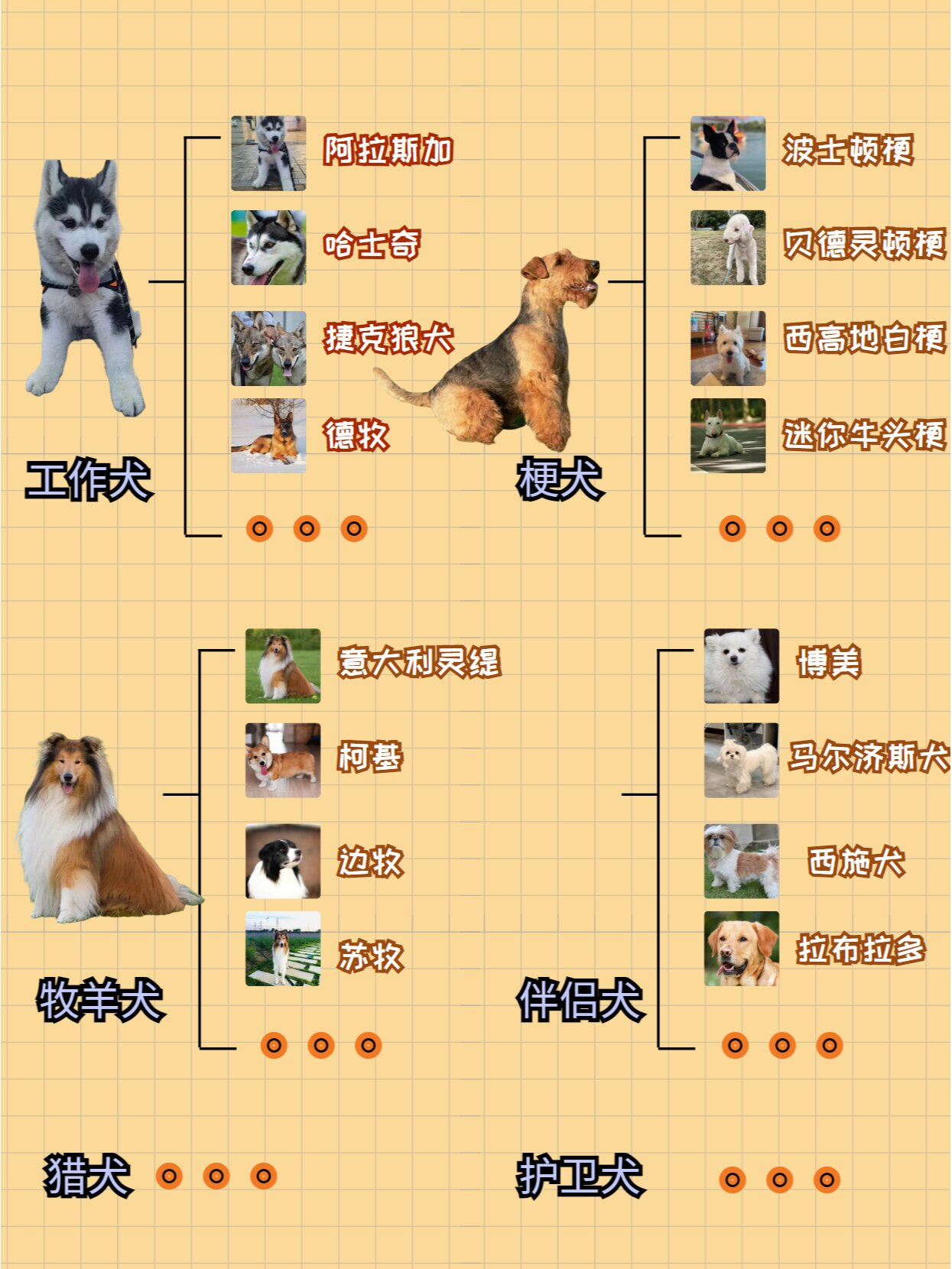 码住7324种狗狗分类|来看看自家是哪一种