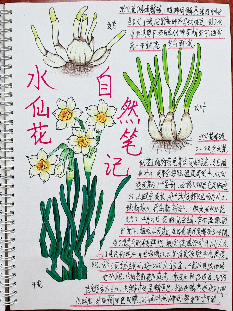 水仙花样子的细节描写图片