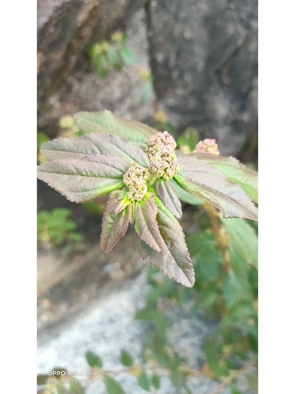 百草园 8 大飞扬草 大飞扬草为大戟科植物飞扬草euphorbia hirta l.