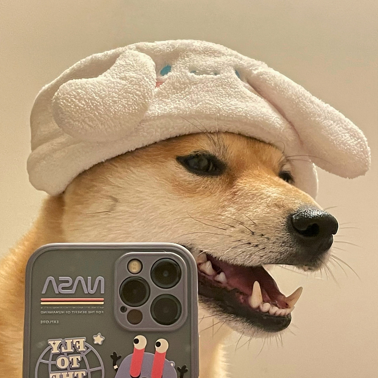 狗狗的自拍到底有多可爱 柴犬头像 柴犬表情包 三丽鸥玉桂狗