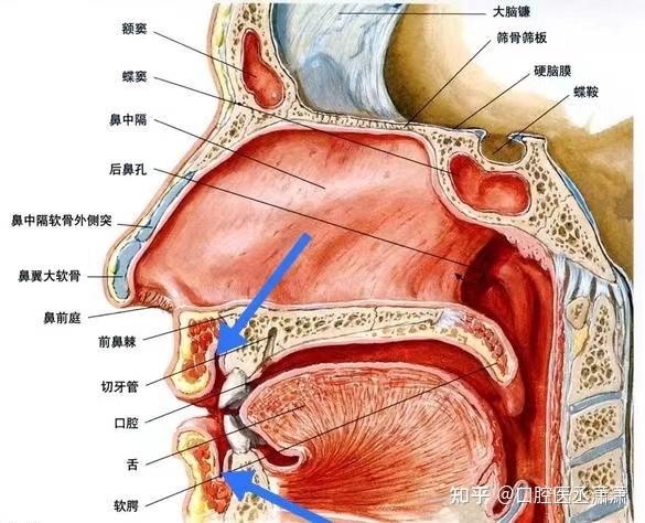 请问口腔前庭沟的位置在哪