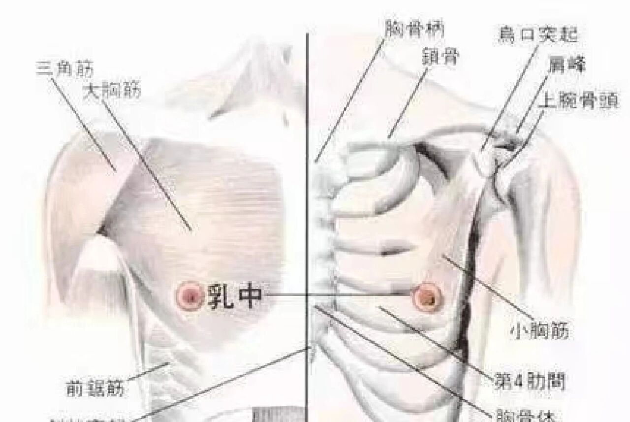 乳房九大经络位置图图片