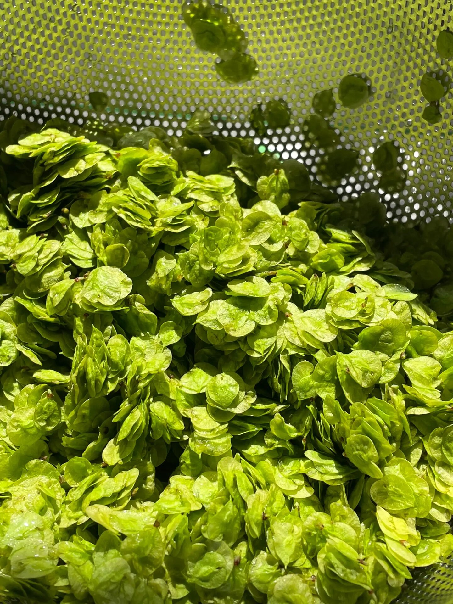 今年终于等到了,跟婆婆两人摘了一点,第一次做榆钱窝窝成功,还挺好吃