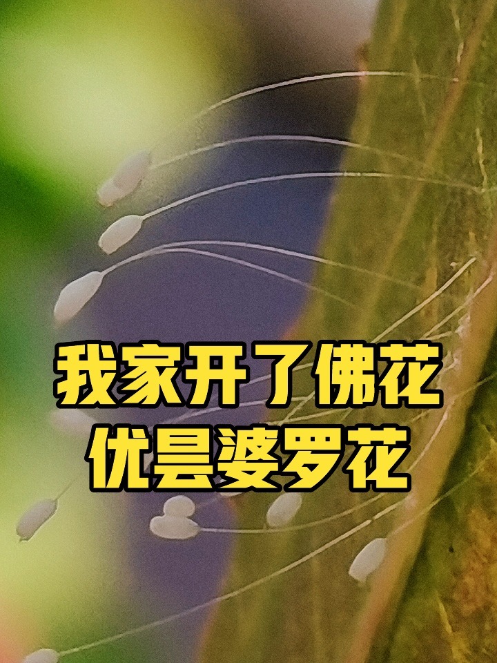 据说优昙婆罗花是佛家的极品之花,3000年才开一次.