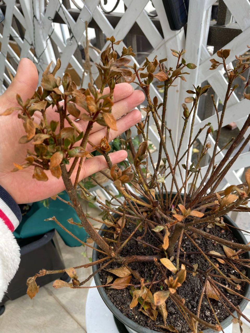 杜鹃花叶子全枯死了,焦叶!