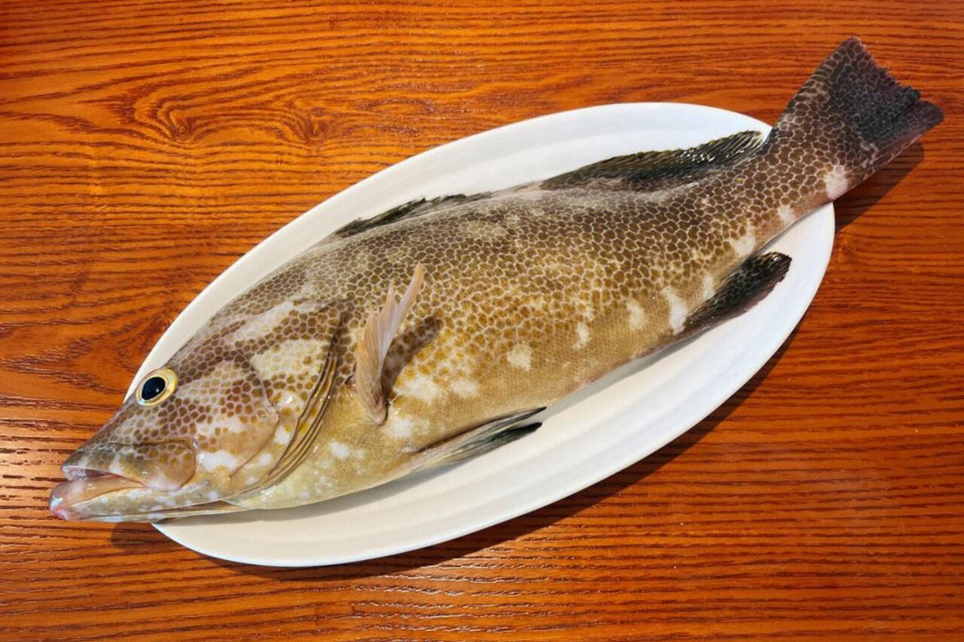 钓石斑鱼的4个秘诀 我从此去钓东海,得鱼笑寄情相亲.