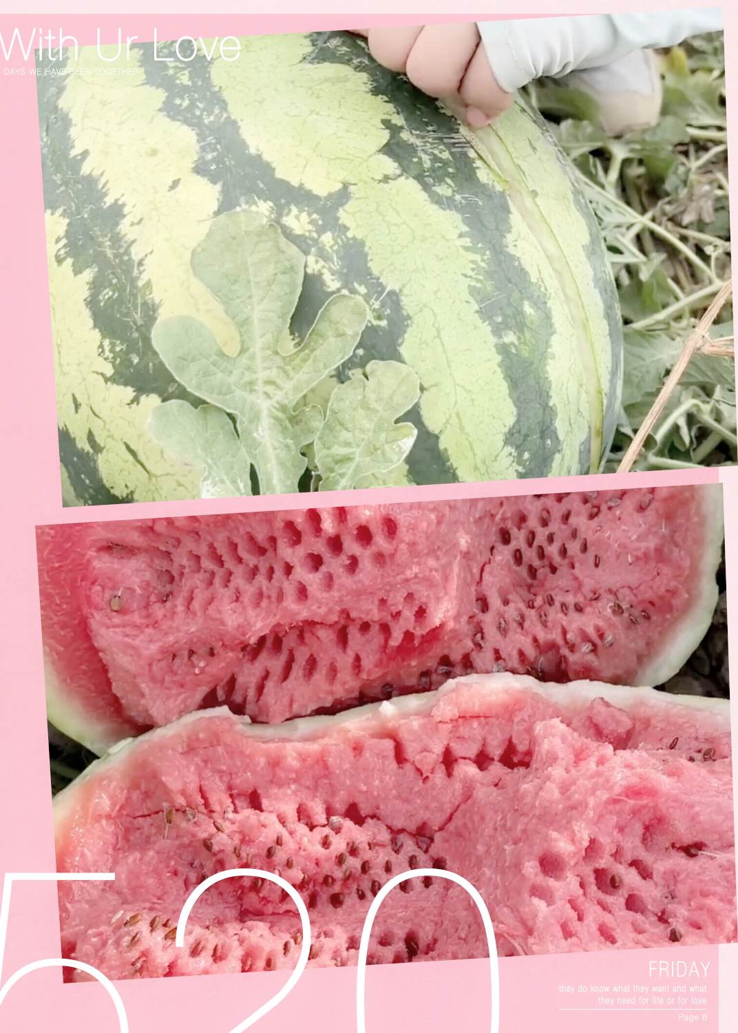 宁夏石头瓜你吃过吗?