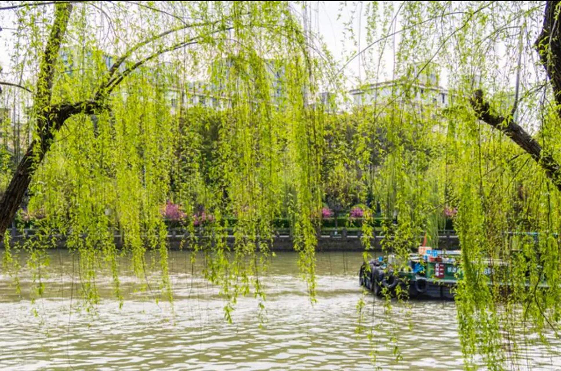 下联:九秋庭梧叶叶黄  上联描述了春天河岸边柳树的新绿,而下联则描绘