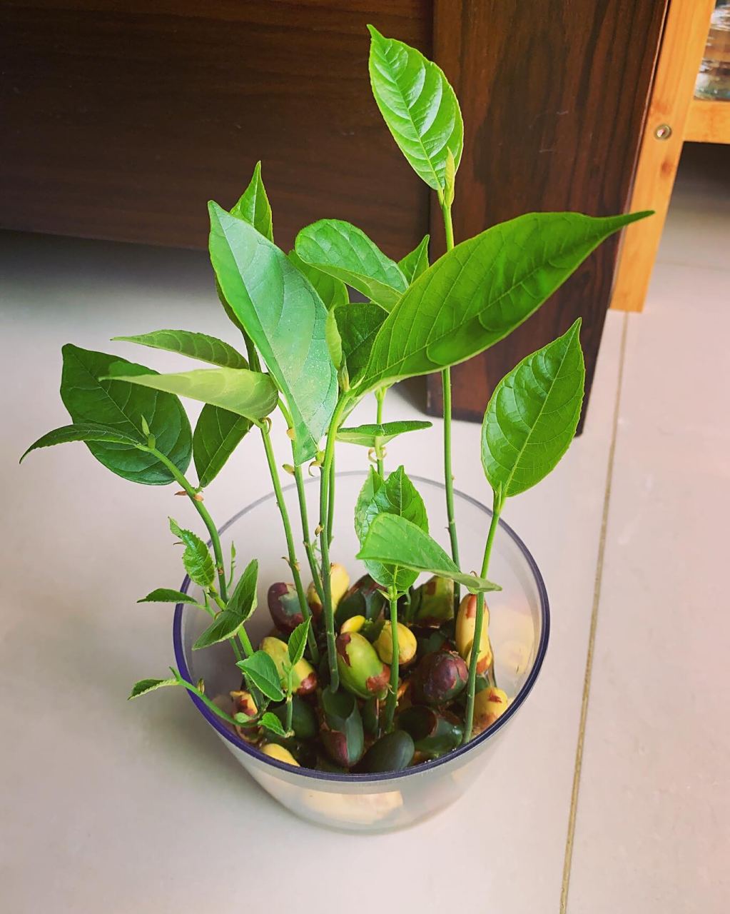 菠萝蜜盆栽 根系好美94