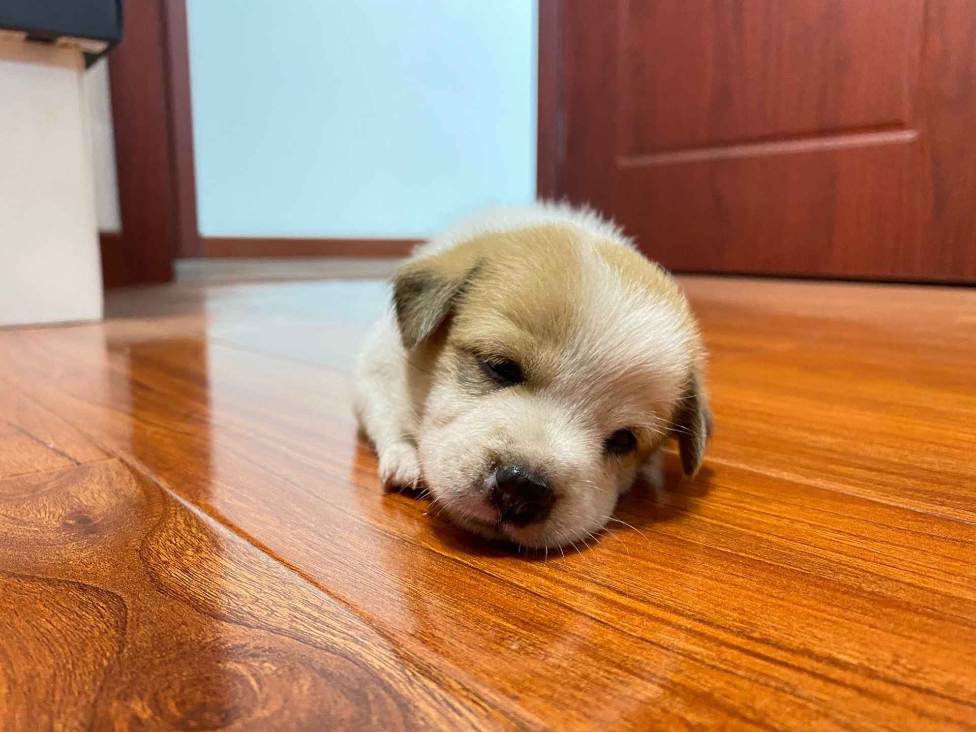 看着小狗在路中间孤零零的样子,宣先生心生怜悯,将它带到电瓶车下躲雨