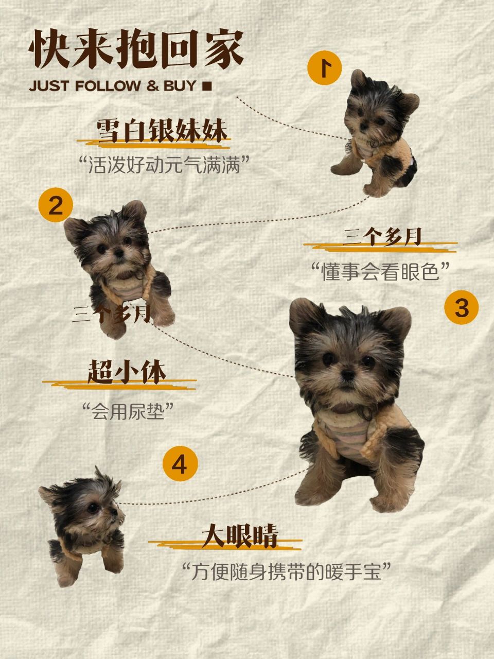 考验颜值|怼脸实拍雪白银超小体约克夏 是妹妹哦,找富养新家庭,五位数