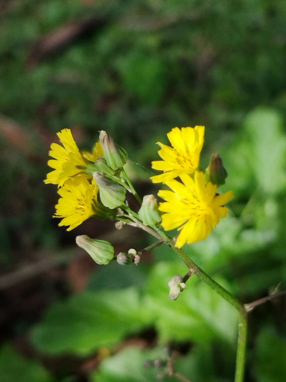 黄鹌菜花色图片