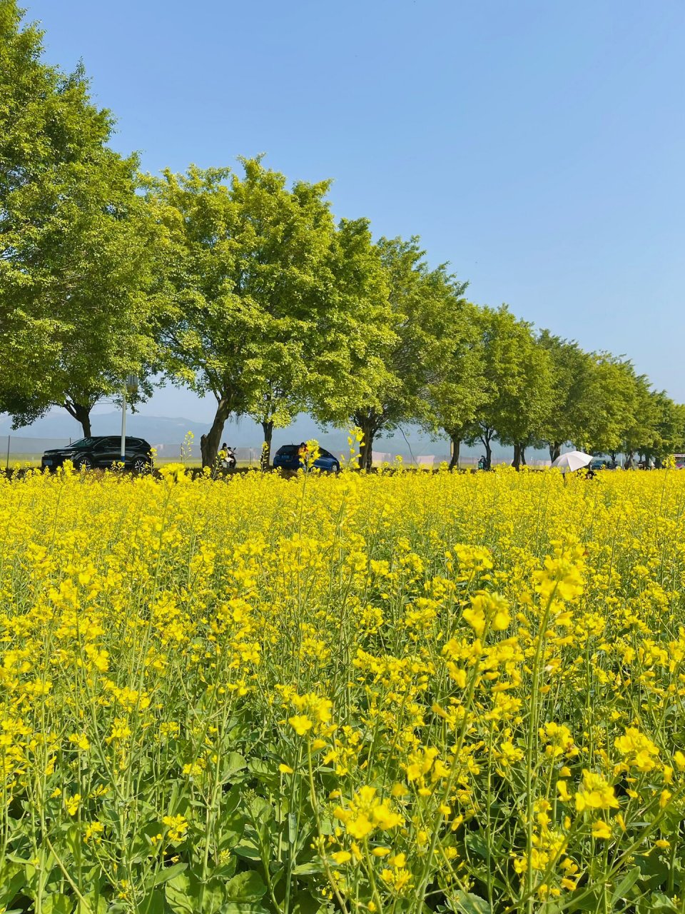广州拍照 增城朱村丝苗米稻田公园 油菜花开在春天里 增城朱村丝苗米
