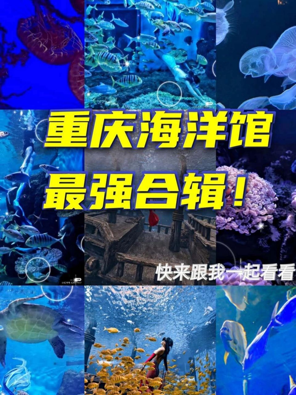 97重庆海洋馆攻略! 周末约上小姐妹一起来打卡吧!