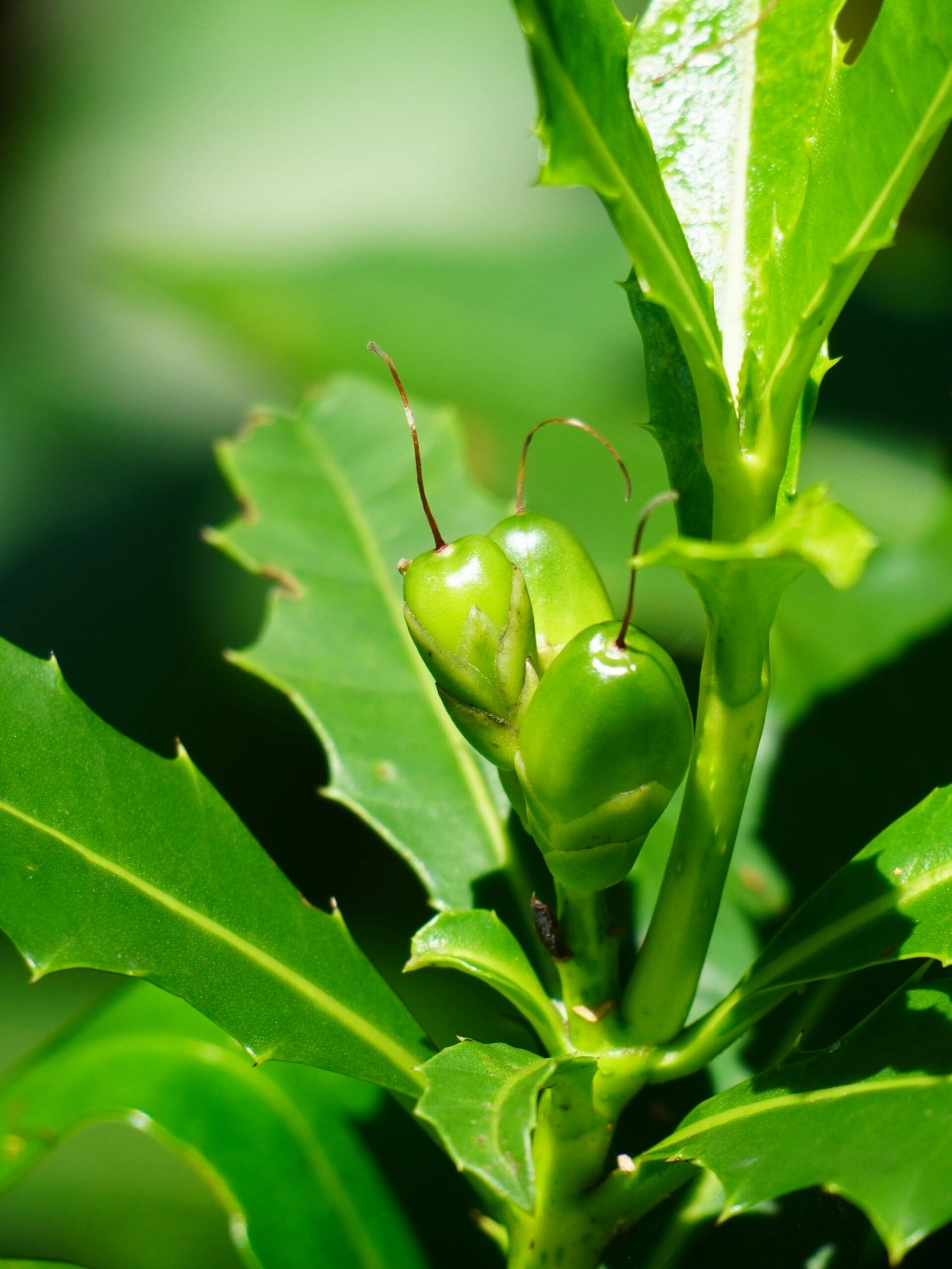 植物笔记 140 | 长着小老鼠的老鼠 