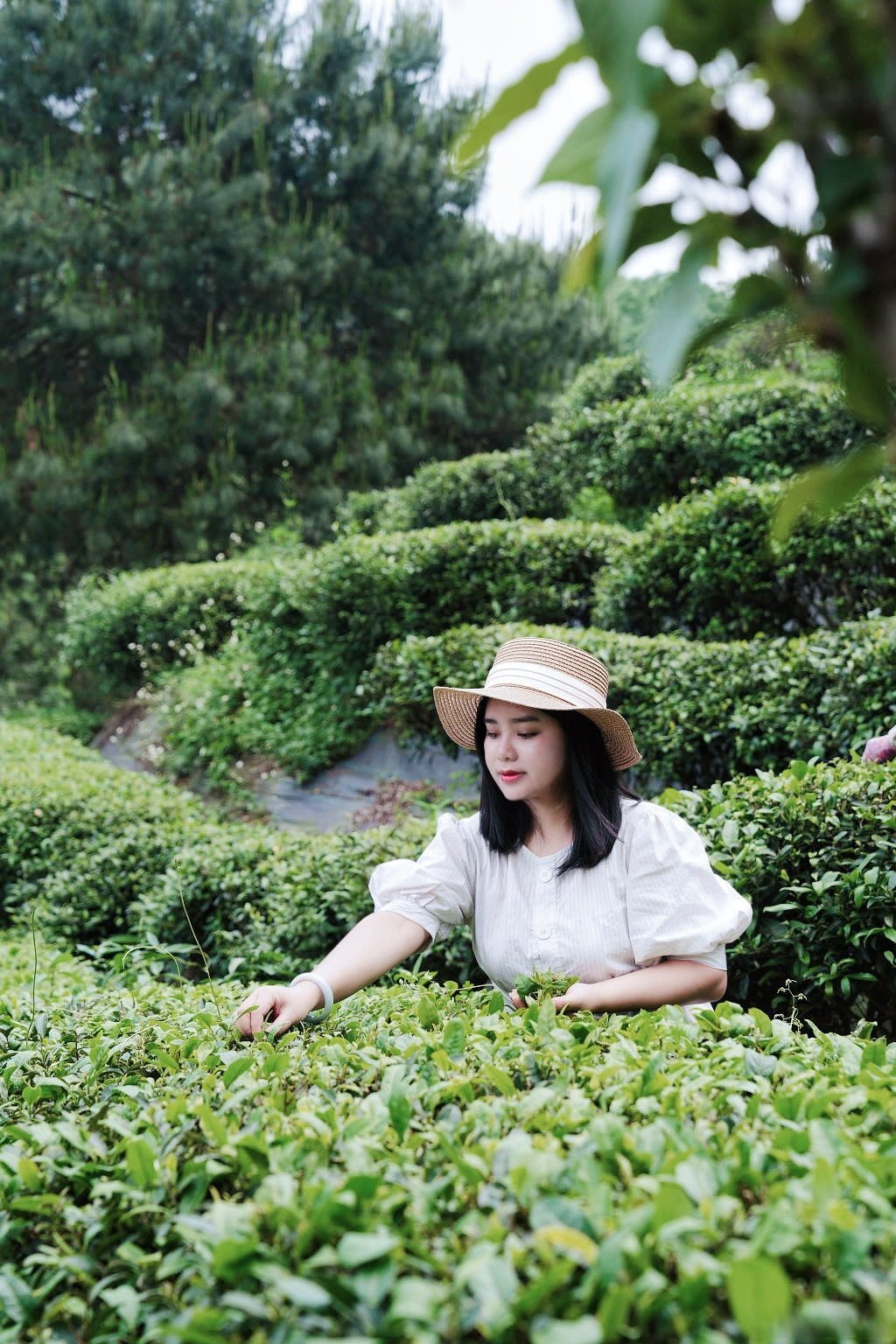 好少好水出好茶,贵港覃塘素有"茶叶之乡"的美誉