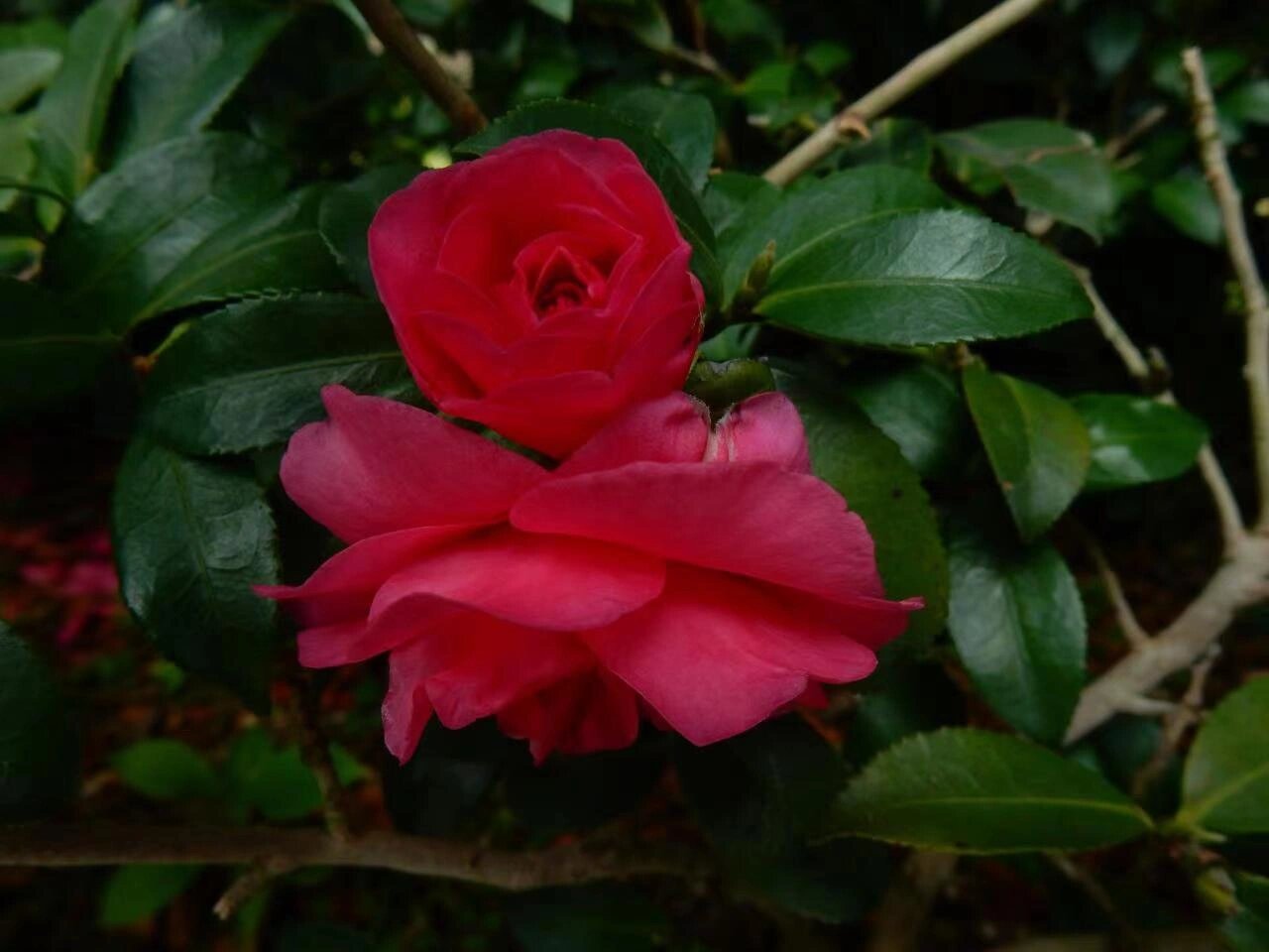 跨越世纪的小玫瑰 茶花品种~小玫瑰 茶花小玫瑰是我国传统茶梅品种,有