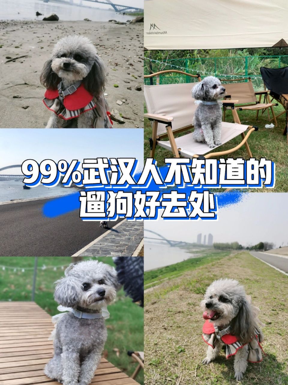 这就给大家推荐几个冷门遛狗地,人少景美,毛孩子可以疯狂撒欢～ 东湖