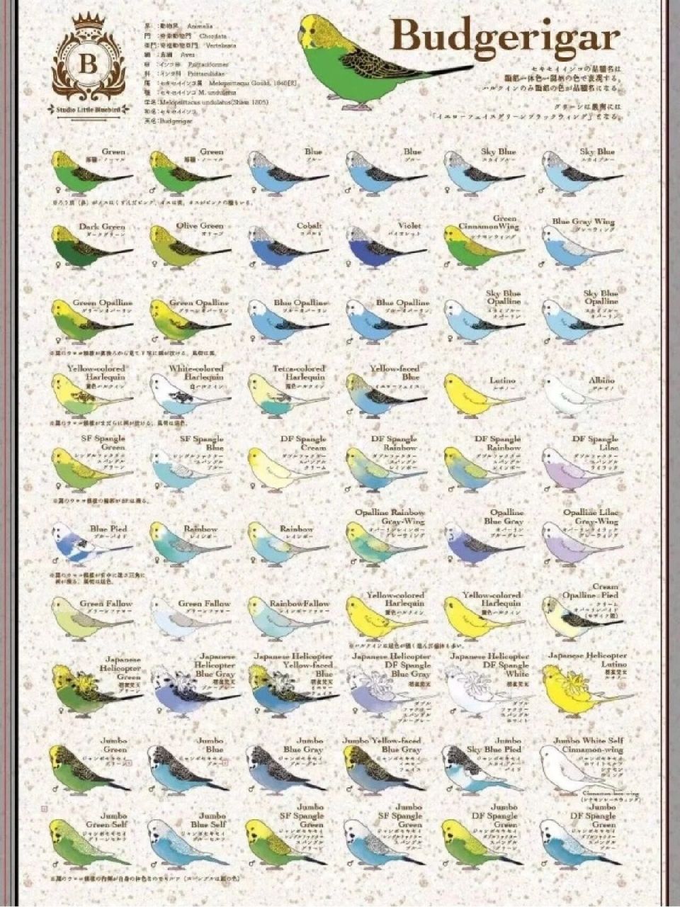 帮看虎皮鹦鹉公母,年龄,品种,后代 免费的免费的免费的,长期有效长期