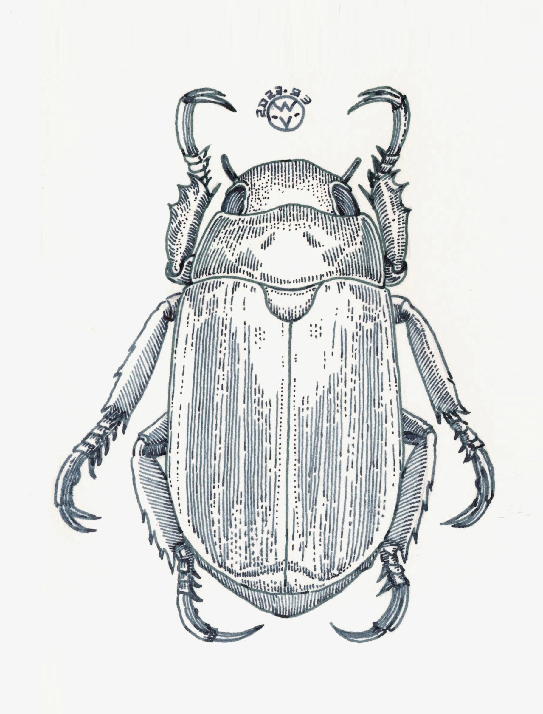 简单的甲虫线条画法