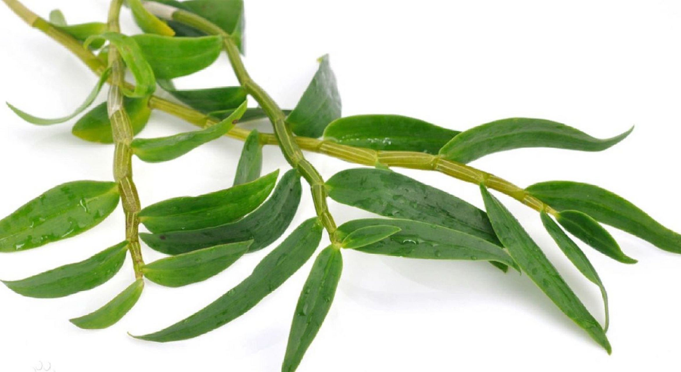 干品(铁皮枫斗,干条):铁皮石斛多糖(以无水葡萄糖计)≥25%,甘露糖13.