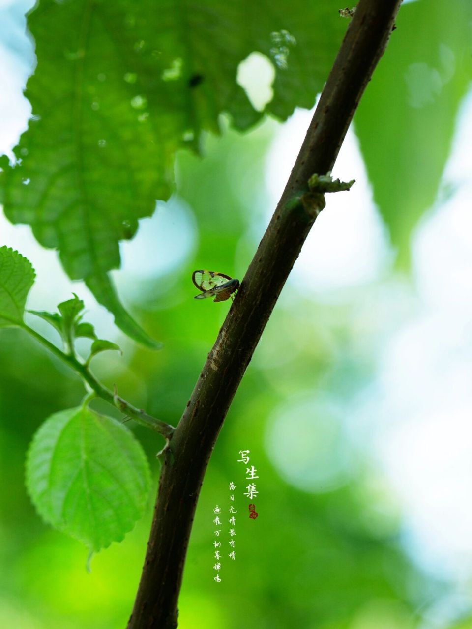 广翅蜡蝉图片