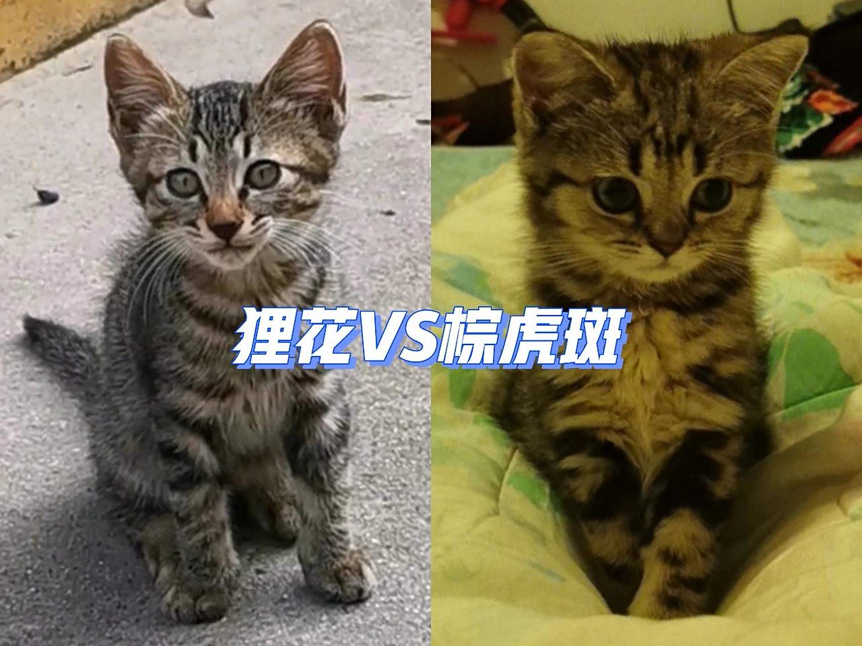 美短棕虎斑&狸花猫的区别 好多人都没见过棕虎斑美短,都把我家小芝麻