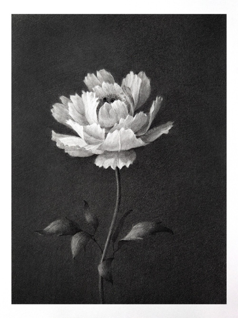 【静物素描】铅笔素描6小时画一朵芍药步骤 画素描太废颈椎废手了,长