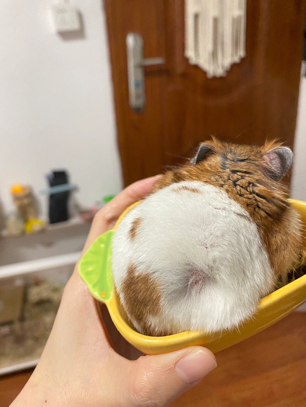 我的金丝熊长了个肉球 这个是肿瘤吗? ……破案了.