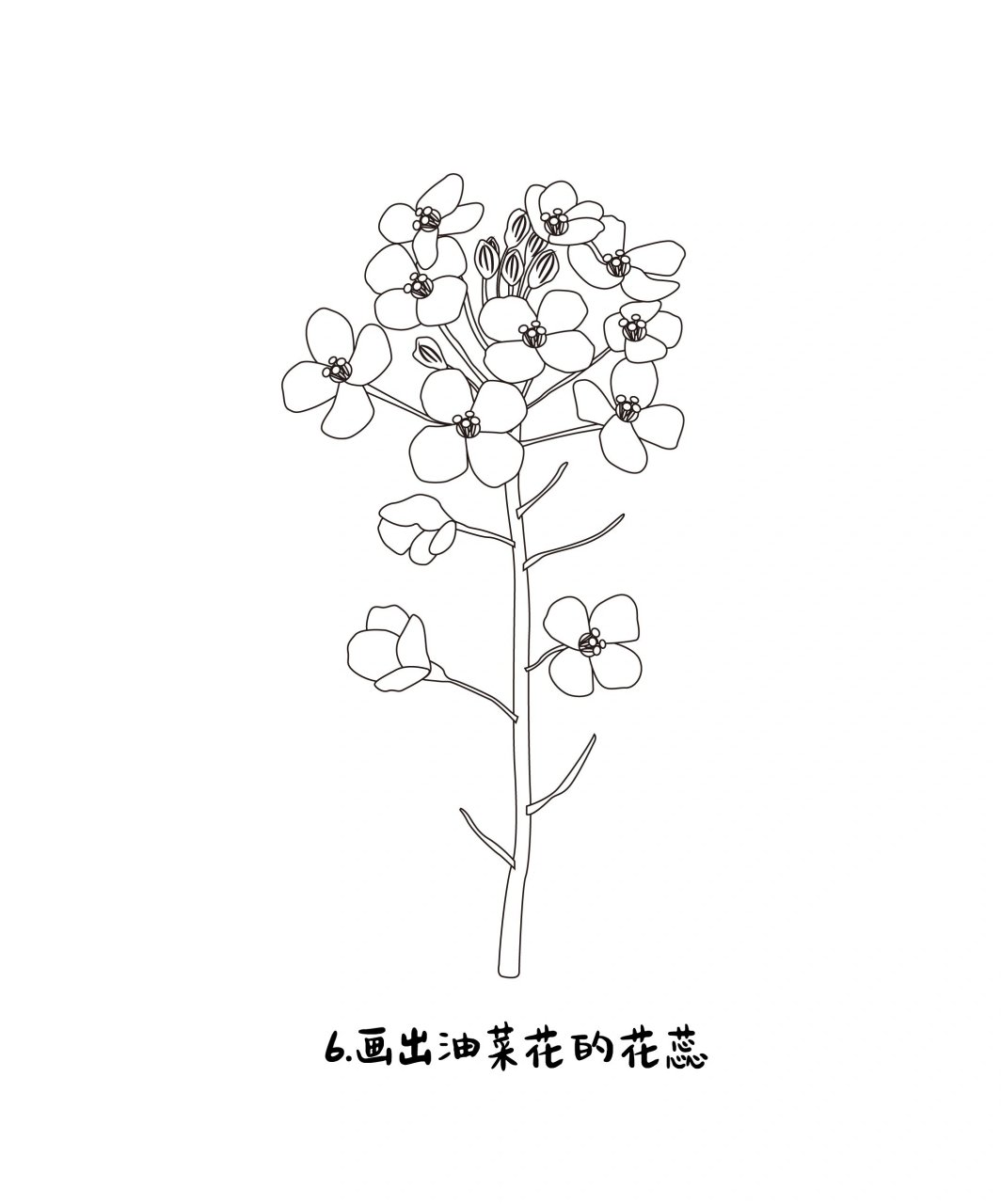 油菜花画线描图片