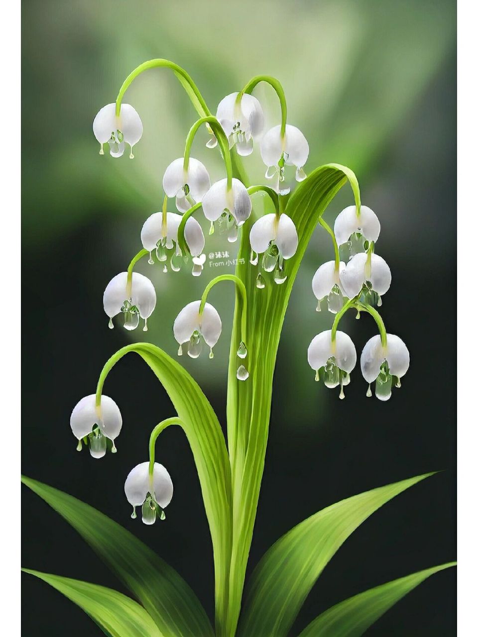 有一种花叫铃兰花 她的花语是:"经历苦难,等待幸福归来" 我走了那么远