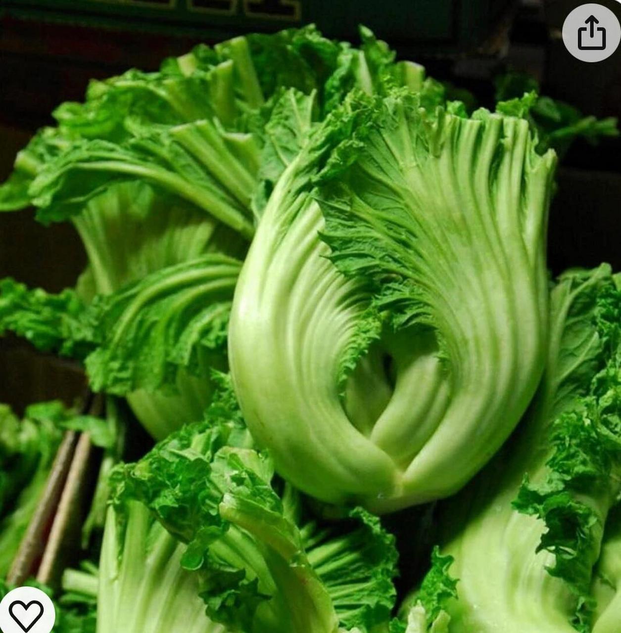 发苦 168芥菜这周打折,从来没有买过新鲜芥菜,只吃过腌渍好的雪里蕻