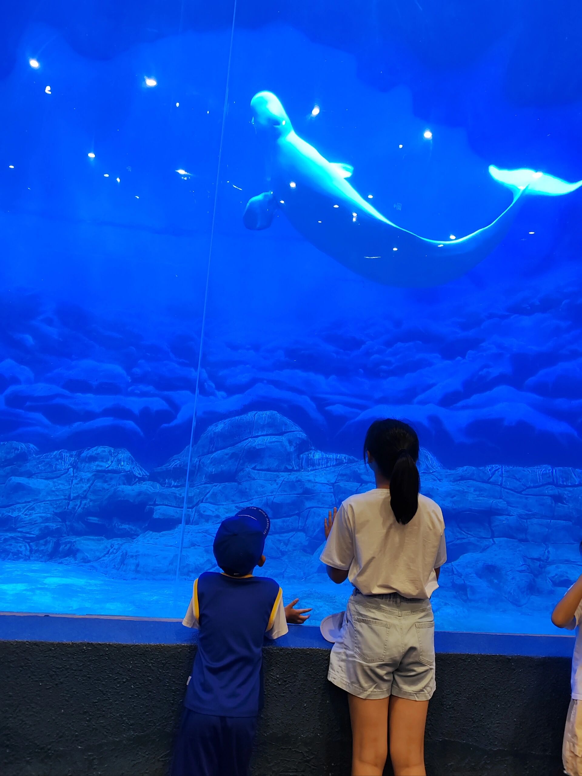 郑州海洋馆游玩攻略