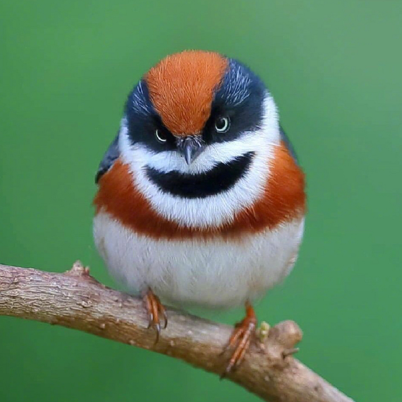 鸟中"小熊猫"——红头长尾山雀   体长10厘米左右,长相呆萌可爱,常被
