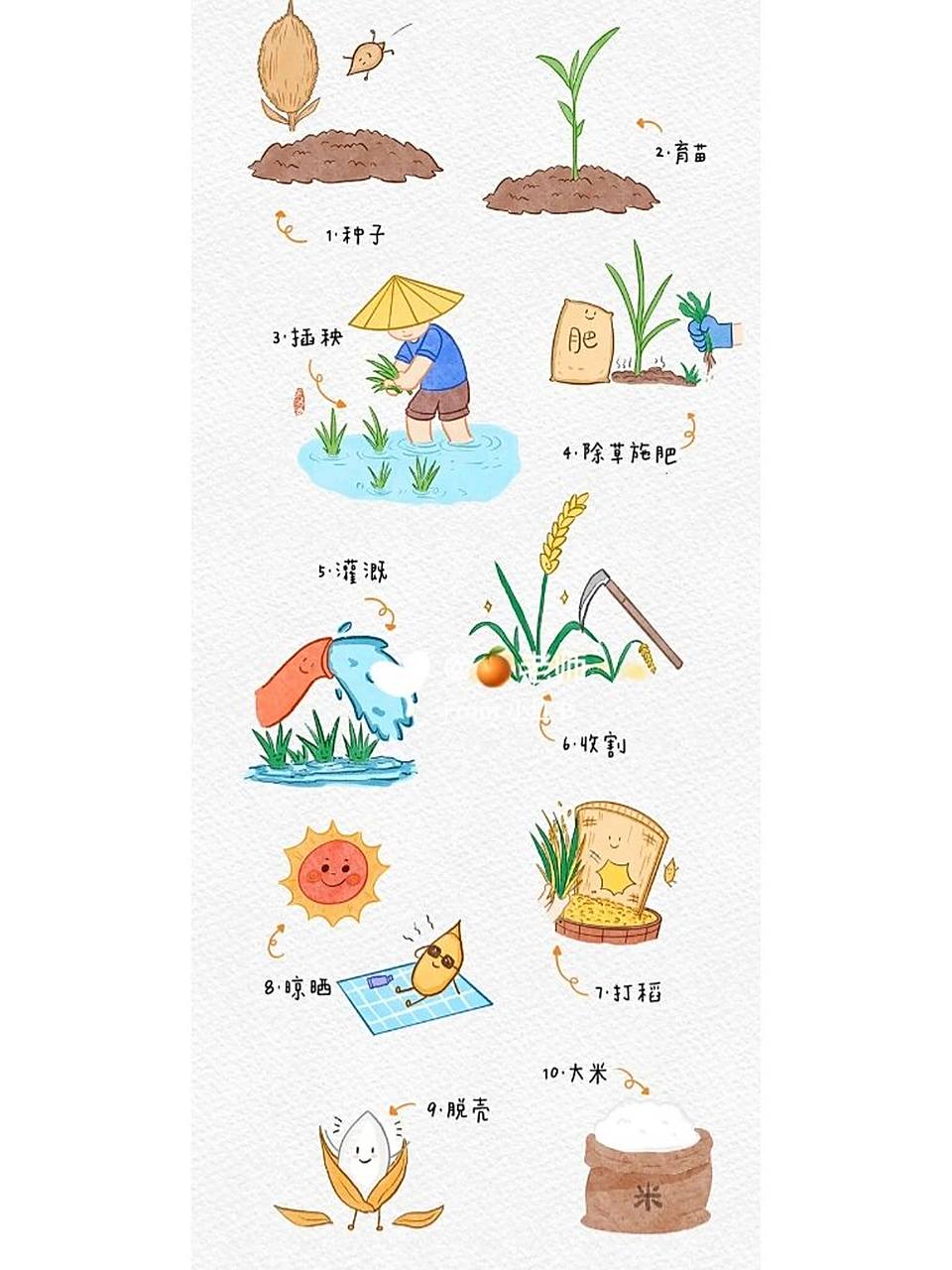 幼儿园认识水稻生长过程图鉴🌾 🌟可直接打印素材哦 🌟适宜小,