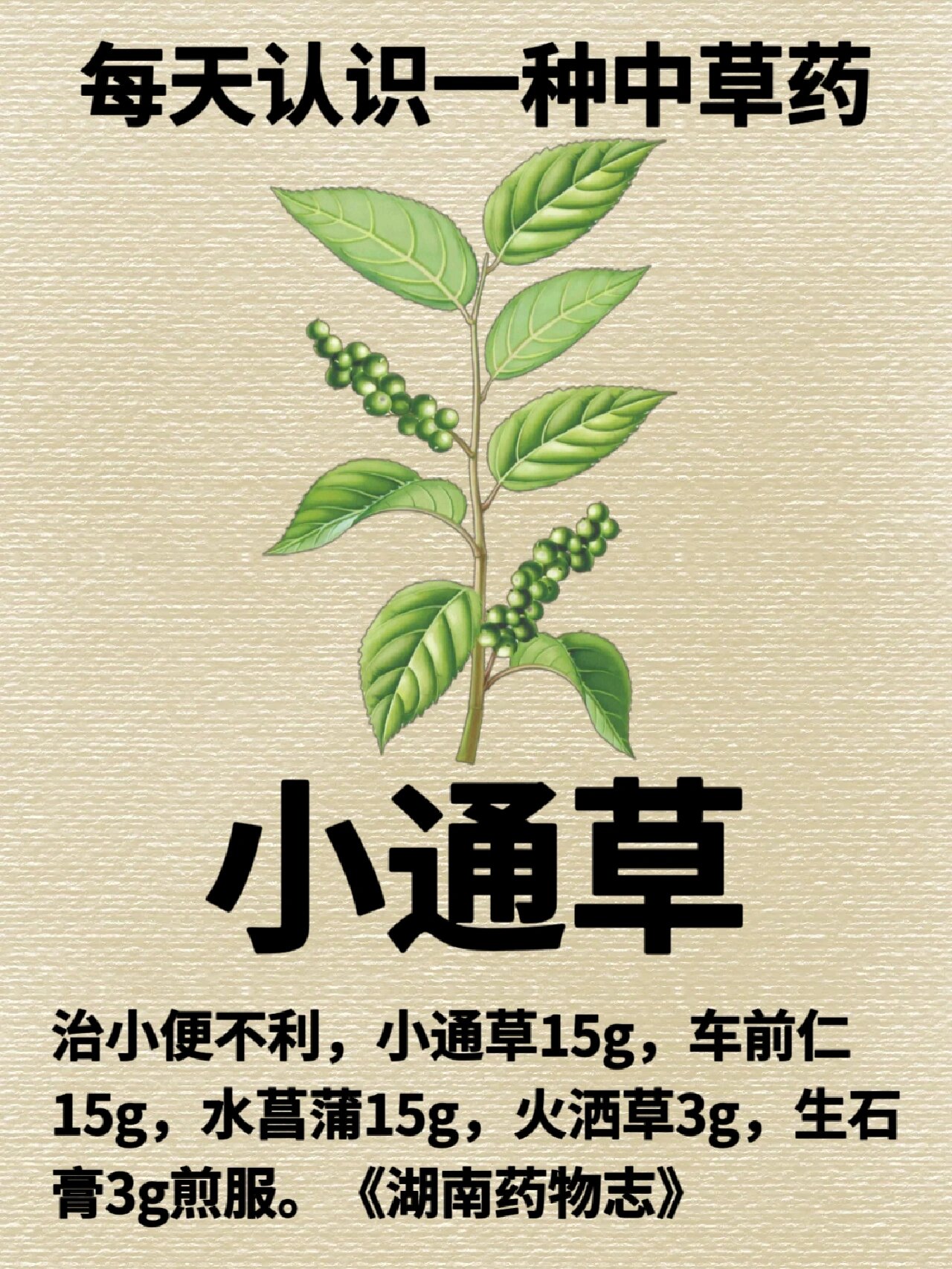 每天认识一种中草药【小通草】🔥 🌹小通草别名:旌节花,小通花,鱼