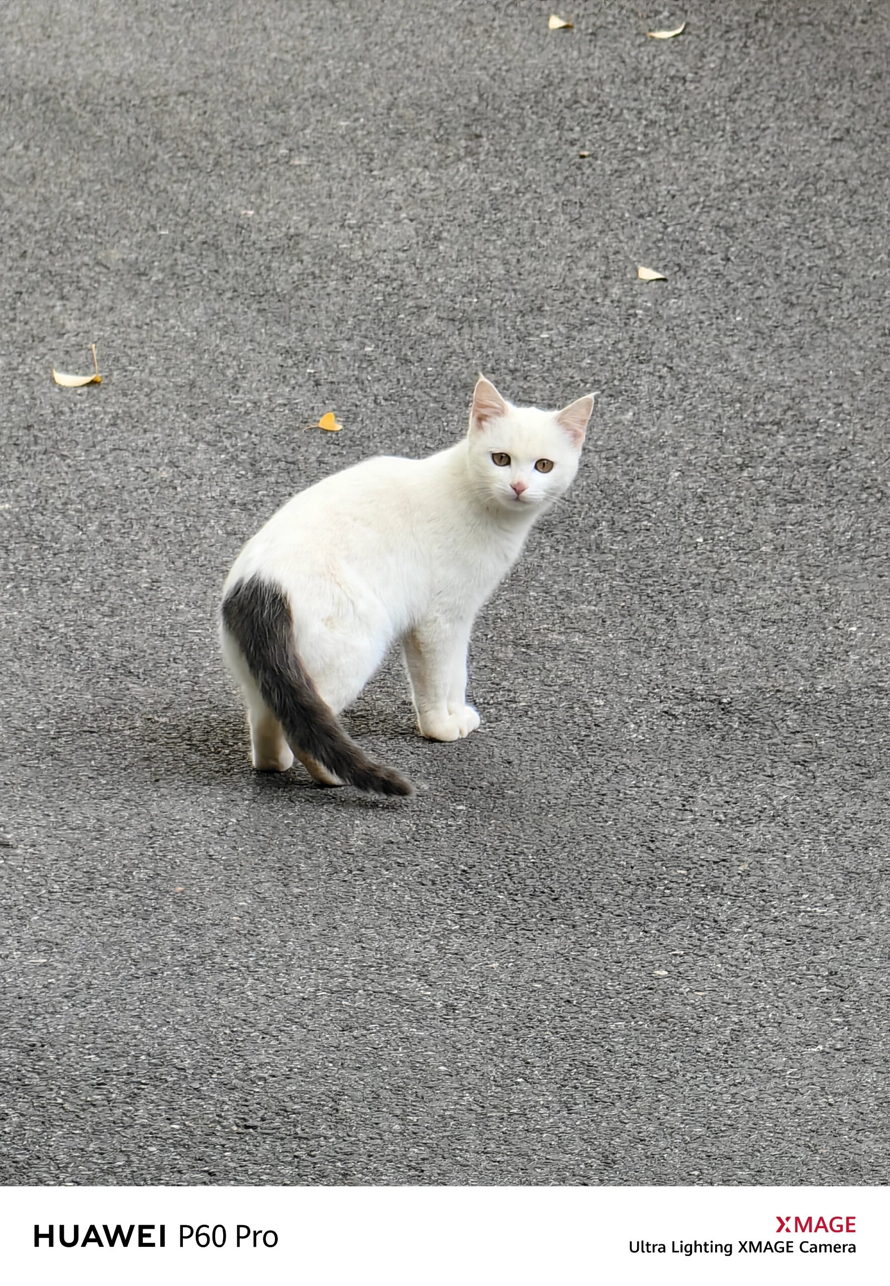 极品雪里拖枪猫图片