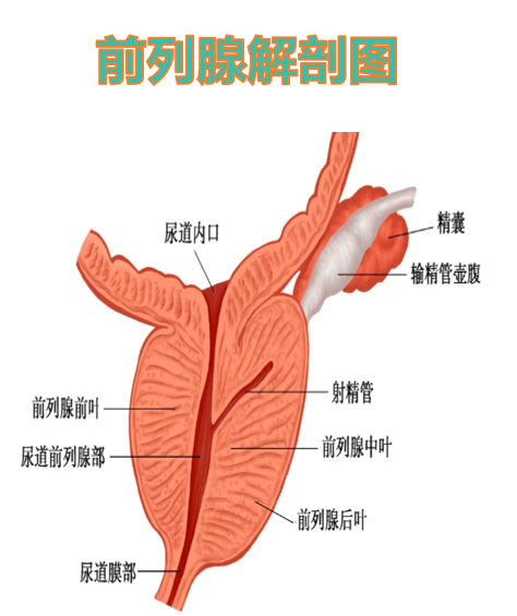 前列腺的解剖结构有两种分类方法:5叶和4区