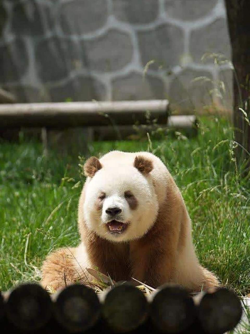 每次看大熊猫七仔都想笑 又胖又憨,还是棕色的,真的太搞笑太萌了!