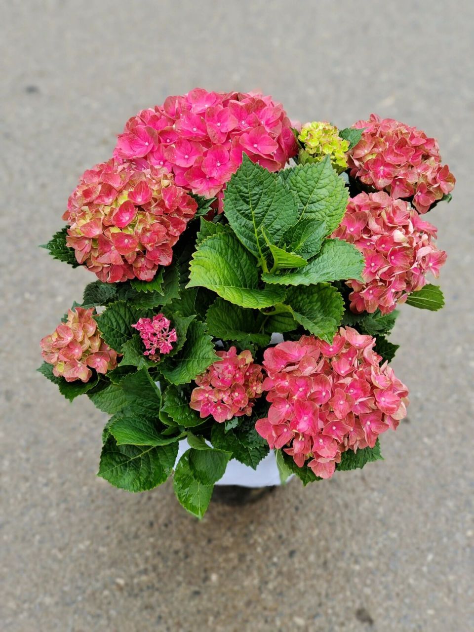 绣球 魔幻红宝石 拉丁学名: hydrangea macrophylla (thunb.) ser.