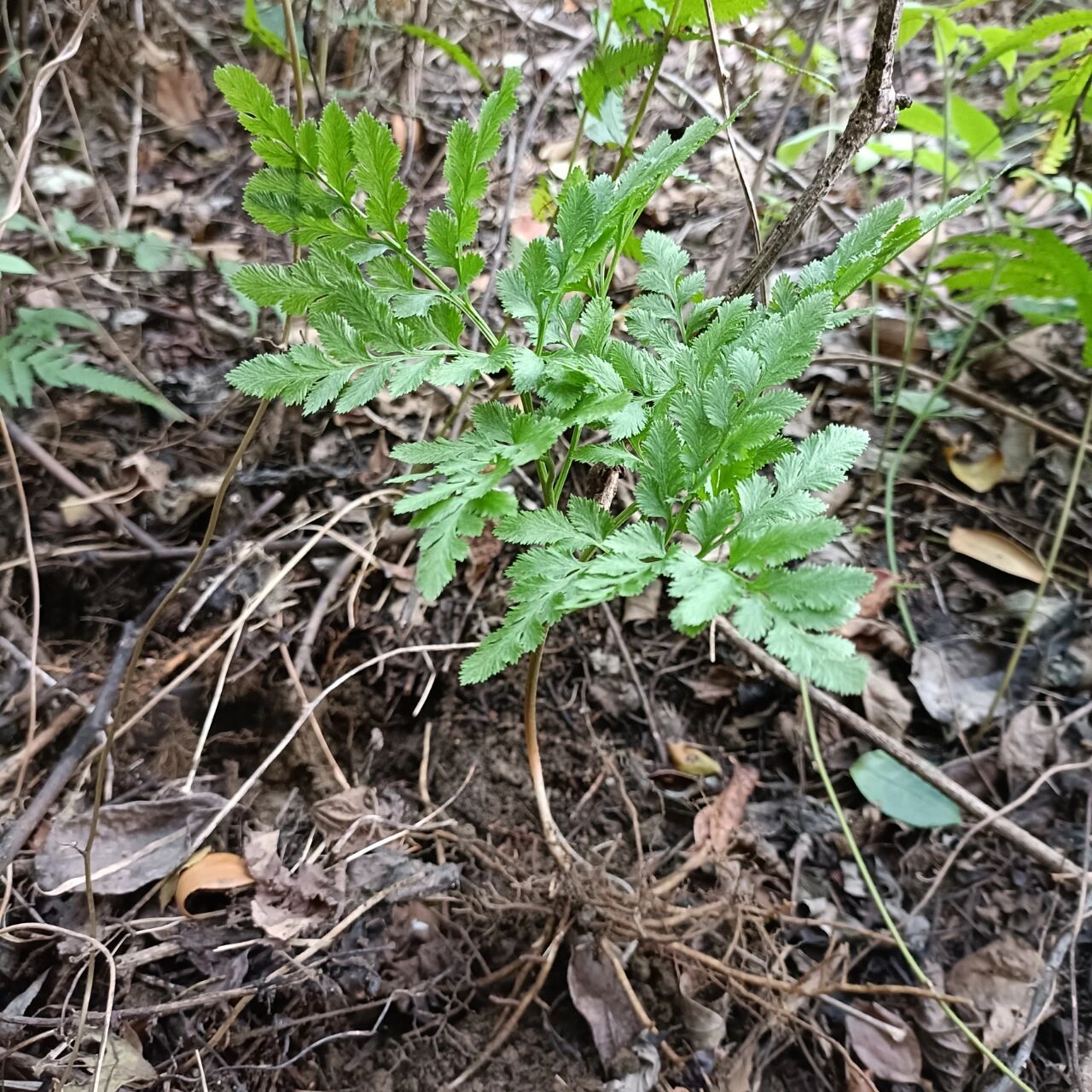 野生一朵云阴地蕨小春花背蛇生