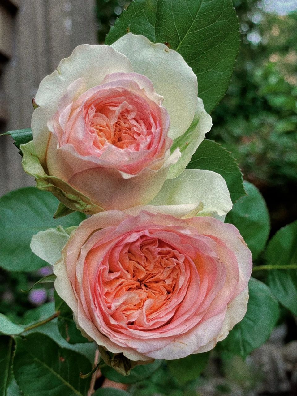 蝴蝶公主月季   蝴蝶公主 坐标:苏州 小院 盆栽 切花 直立 花瓣厚实