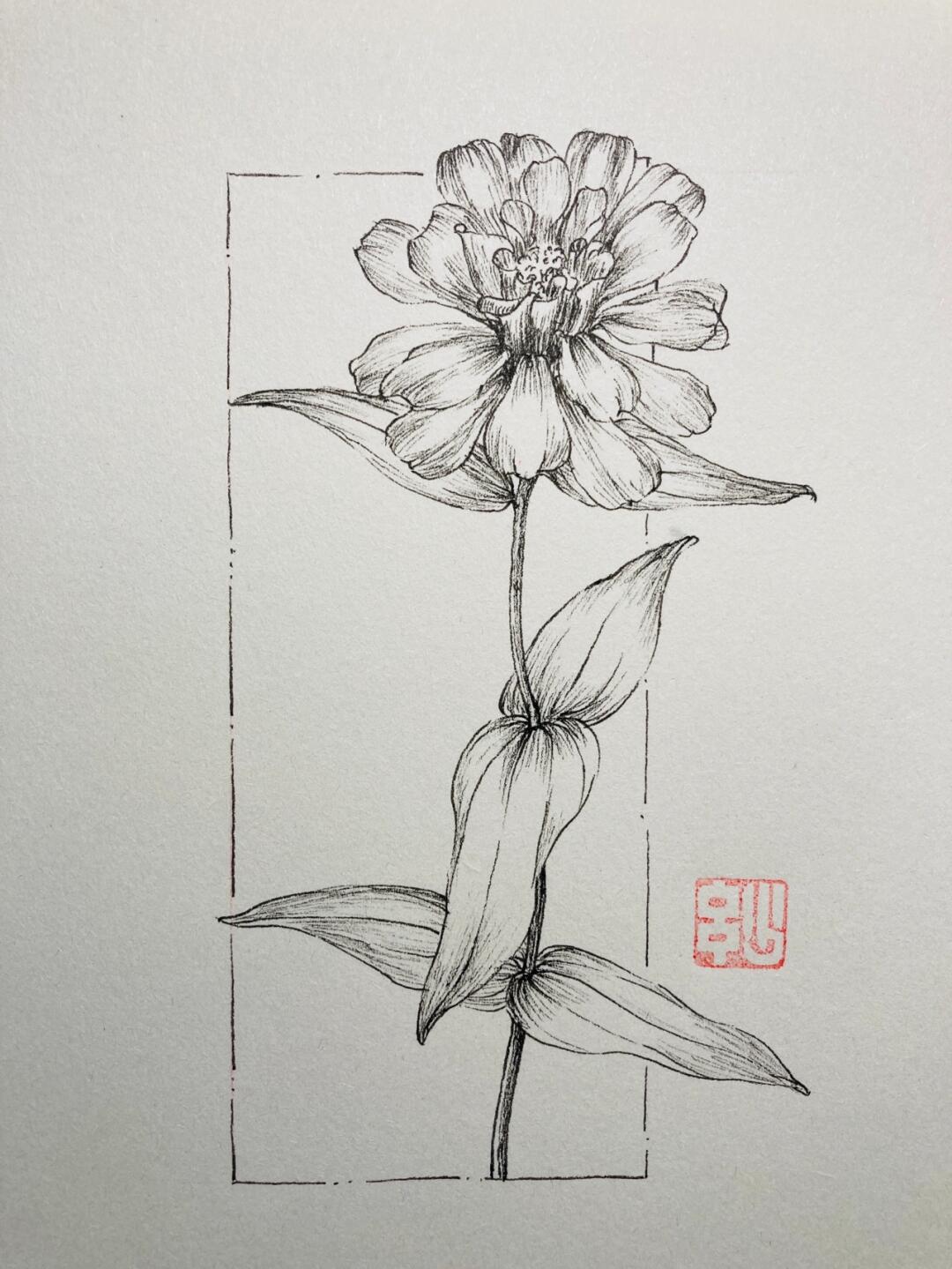 一支针管笔手绘 百日菊