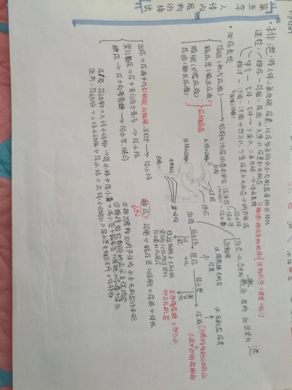 人体内的废物排出思维导图