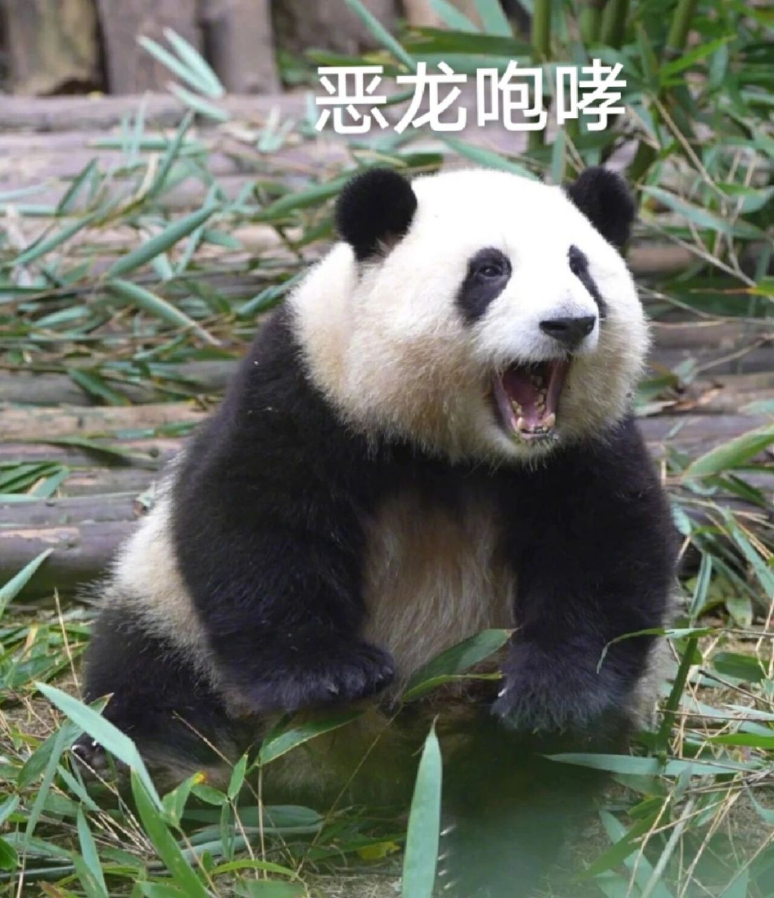 花花表情包 任何人没有花花的表情包我都会伤心的