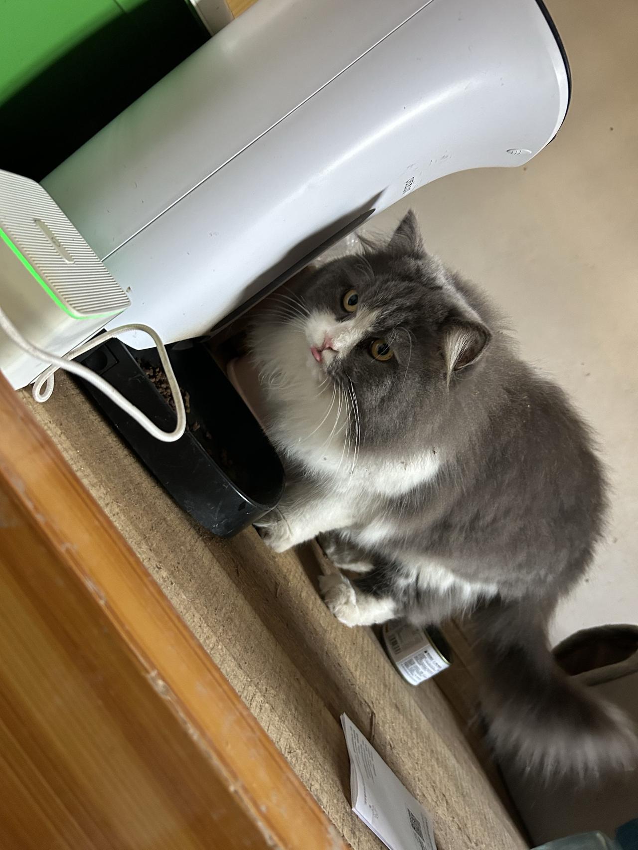 外面有坏鸡猫猫吃饭都防御姿态看来坏鸡没少欺负它
