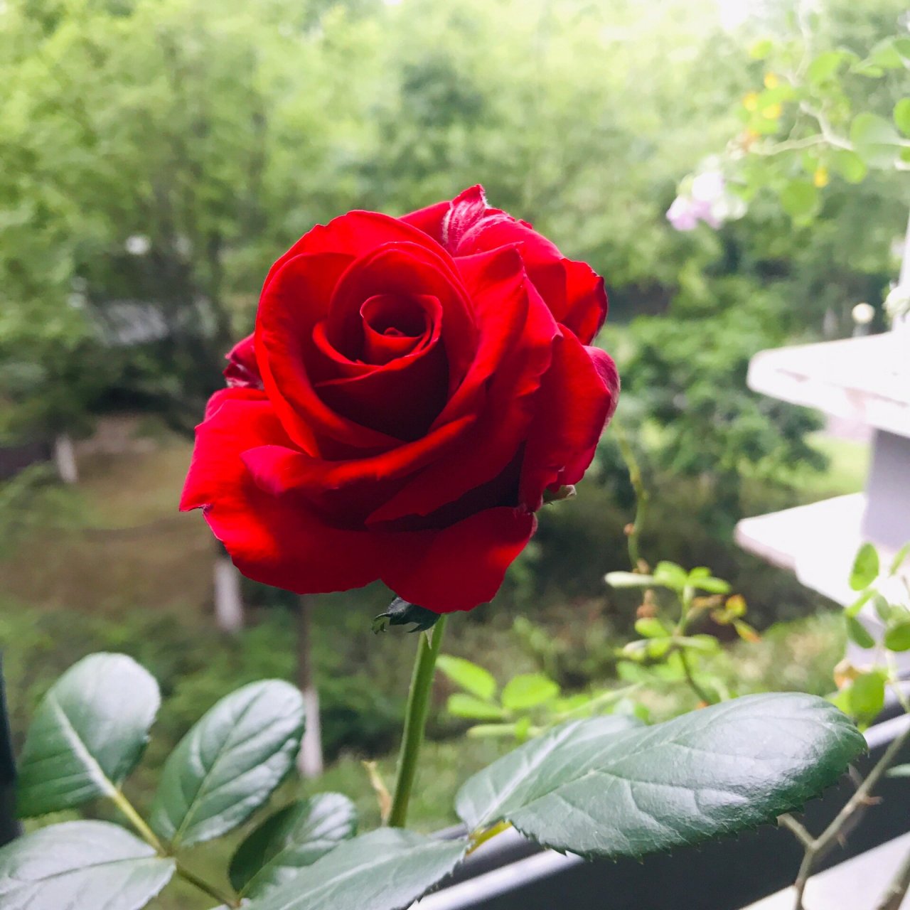 阳台的第一棵红玫瑰 罗德斯 今年8.
