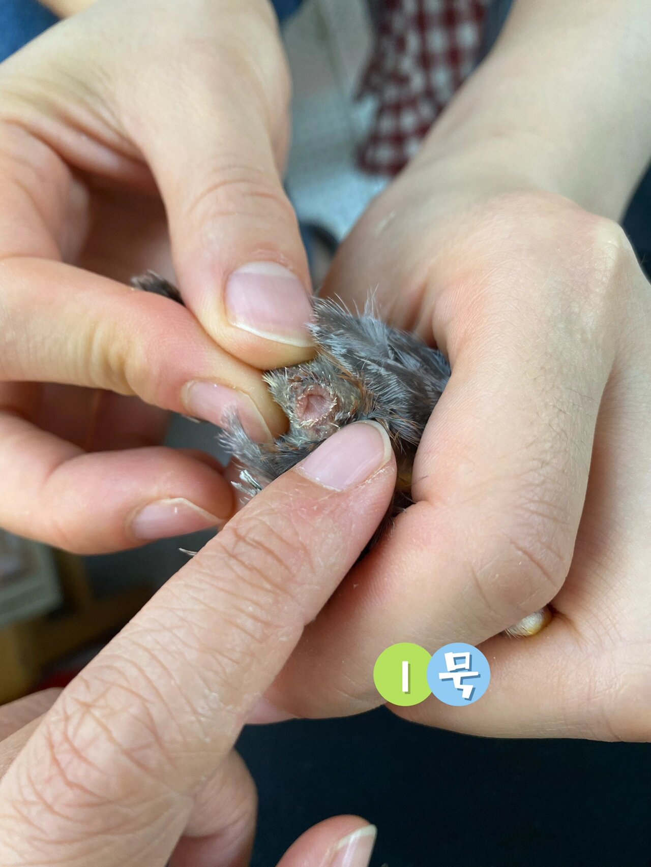 芦丁鸡如何区别公母? 麻烦各位大咖们,帮我区分一下这俩娃是公母